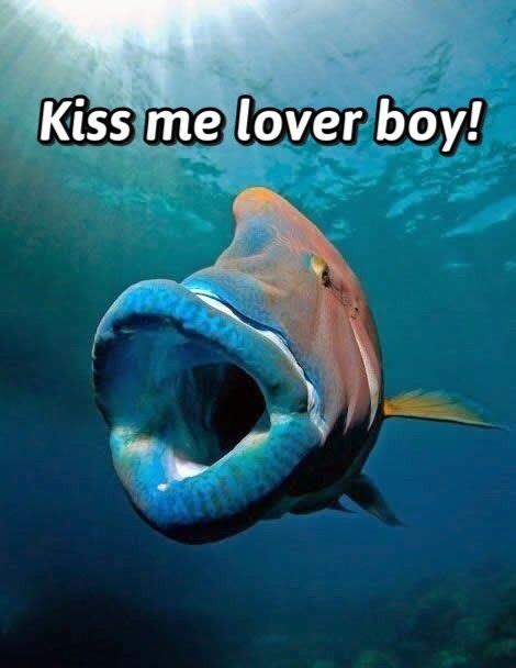 fish kiss meme|More.